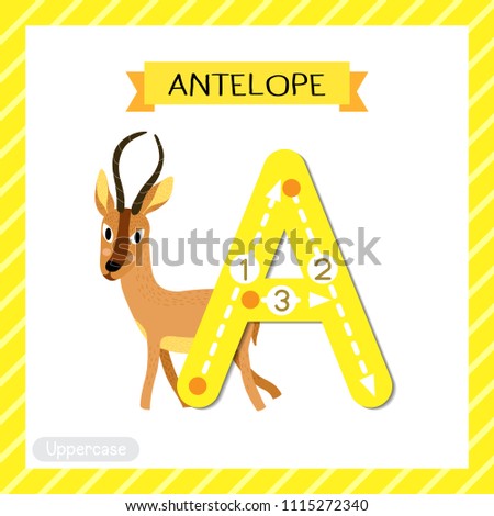 Letter A uppercase cute children colorful zoo and animals ABC alphabet tracing flashcard of Antelope for kids learning English vocabulary and handwriting vector illustration.