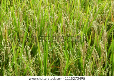 Paddy field, agriculture of thailand. Green rice fields are refreshing. (Close-Up Seed Picture)
