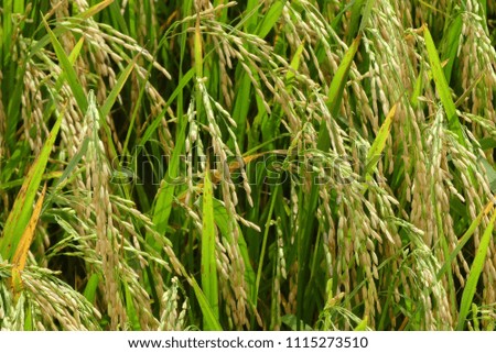 Paddy field, agriculture of thailand. Green rice fields are refreshing. (Close-Up Seed Picture)