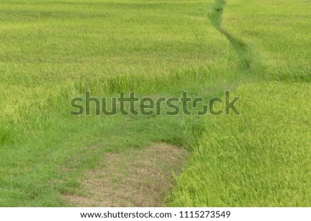 Paddy field, agriculture of thailand. Green rice fields are refreshing.