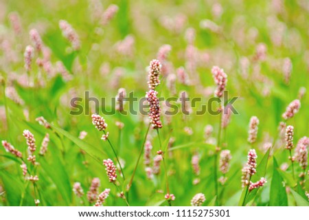 macro closeup of a green meadow abundance of tiny pink flower branches of Persicaria Polygonum maculosa also called spotted lady's thumb, Jesusplant, and redshank invasive herb weed species
