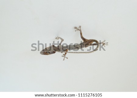 Small lizard die on white background