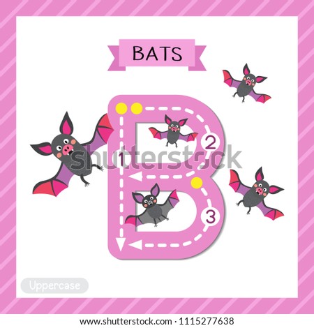 Letter B uppercase cute children colorful zoo and animals ABC alphabet tracing flashcard of Flying Bats with bow for kids learning English vocabulary and handwriting vector illustration.
