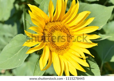 Sunflowers Field Background