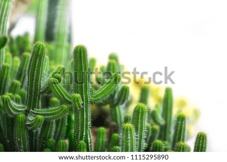  Cactus White Background