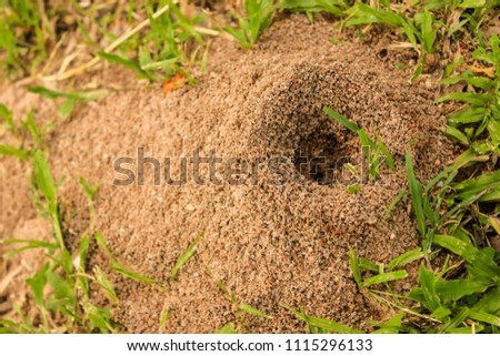 Ant's Hill with spherical cone consists of soil and sand digging from the ground 