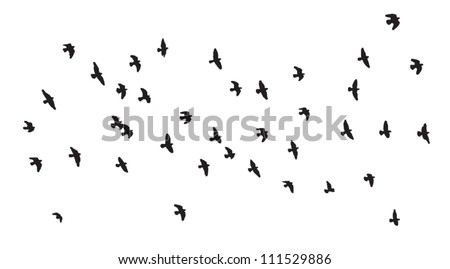 flock of birds silhouette