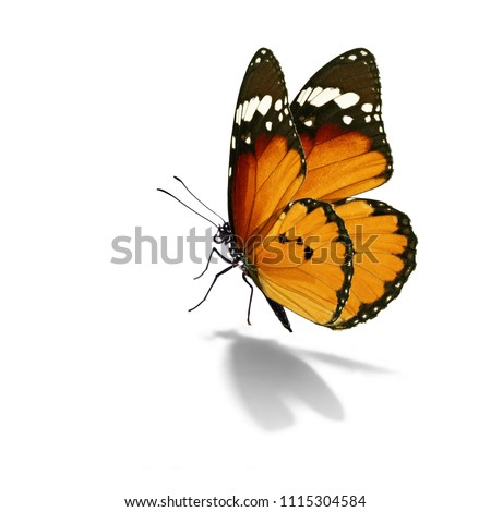 Beautiful monarch butterfly isolated on white background.