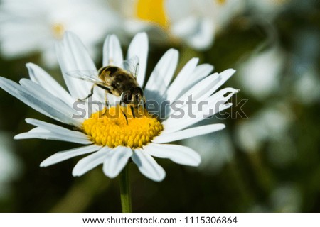 Insects on grass and flowers