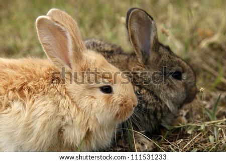 Two rabbits bunnies full frame