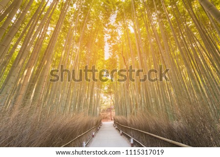 Tropical bamboo forest with walking path, Arashiyama Kyoto Japan natural landscape background