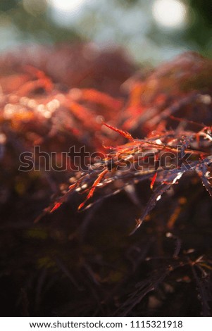 A close up picture of red leaves in the shining sunlight.
