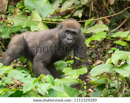 Gorilla in Gabon Endangered eastern gorilla in the beauty of african jungle (Gorilla gorilla)