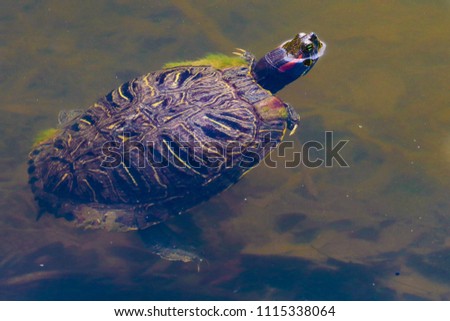 Turtle in the Pond