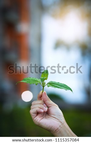 A man holding green Chromolaena odorata.