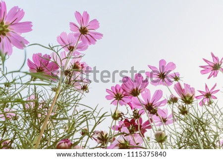 Colourful daisy flowers full bloom close up with natural blue sky background