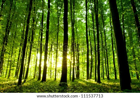 beautiful green forest Royalty-Free Stock Photo #111537713