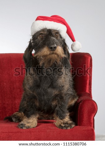 Funny wiener dog picture. The dog is sitting on a red sofa and is wearing Christmas hat.
