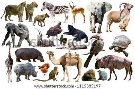 Set of different African animals isolated over white