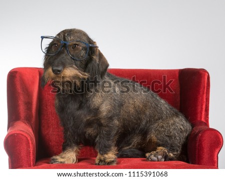 Funny Wiener dog picture. The dog is wearing glasses and sits on a red sofa.