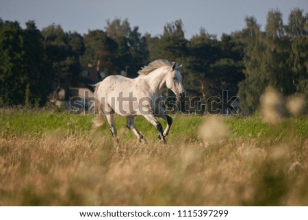 Horses have a rest in the summer and run on a meadow