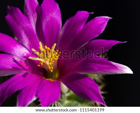 Closeup picture Thelocactus bicolor beautiful cactus pink flower bloom, Isolate on black background.