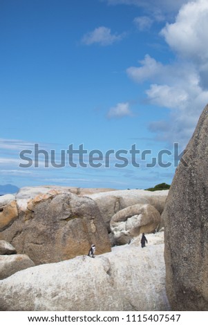 Penguins at boulders beach 