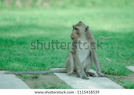 monkey on green background