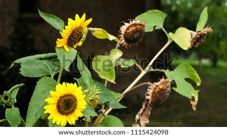  2 Sunflower sommmer 2016 