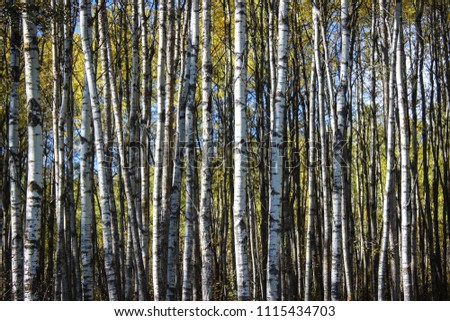 Birch Trees at Hasse Lake Regional Park, Alberta, 2016