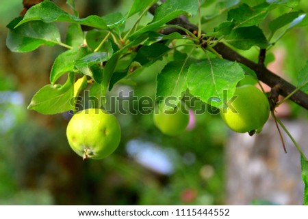 Small apples in an aplle tree, in orchard, in early summer