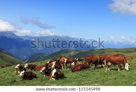 Cows grazing at high altitude in The Alps with Mont Blanc massif in the distance.
