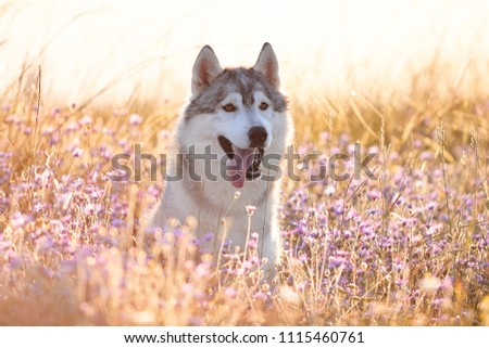 Cute beautiful gray husky with brown eyes sitting in green grass and lilac flowers on sunset background and yellow sunny backlight. Dog on a natural background.