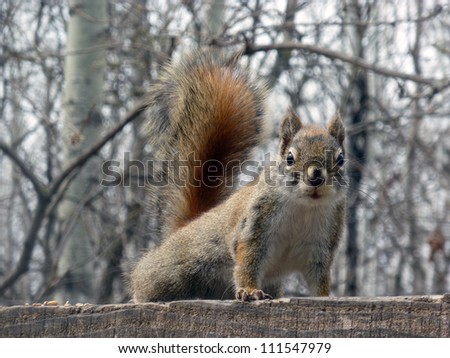 A curious red squirrel watching from a wooden beam in spring in Winnipeg, Manitoba, Canada