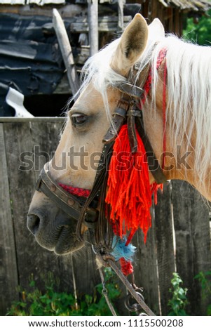 gorgeous horse with red knot to the village