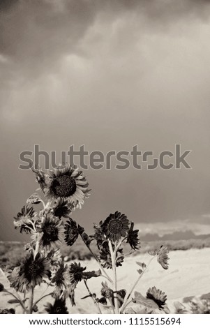 sunflowers in black and white