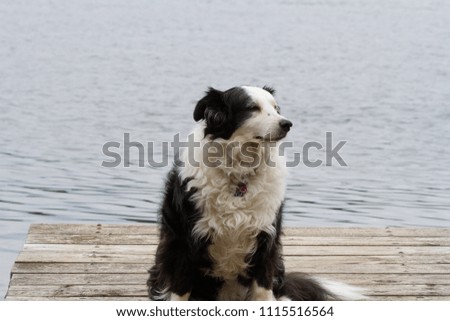 Border collie relaxing on a dock on a lake in Northern Minnesota 