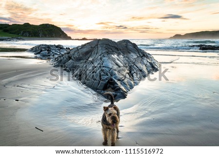 Picture of an Airedale Terrier on a beach at sunset