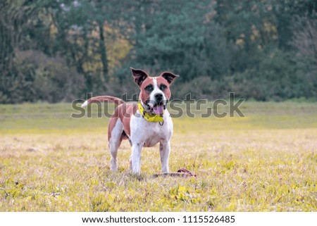 Dog is posing and staying in green grass. He is a brown and white staffordshire terrier. Behind him is a blue sky. It is situated in Czech republic.
