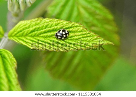 Black and white Ladybird on green leaf in nature