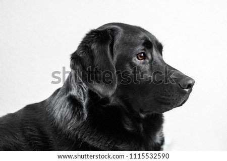 A portrait of a young Labrador Retriever.