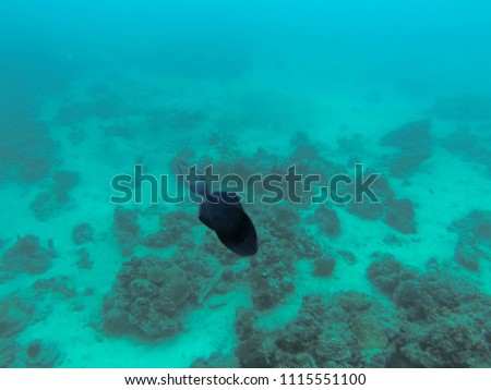 Dark fish swimming along the reef 