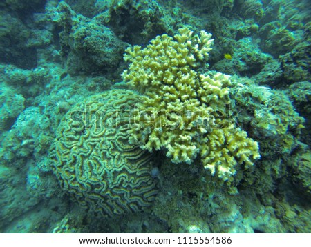 Big round reef and its yellow friend 