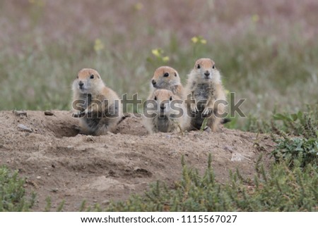 Black Tailed Prairie Dog babies playing eating and interacting at their hole in First Peoples Buffalo Jump State Park Montana USA Royalty-Free Stock Photo #1115567027