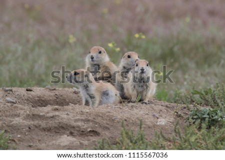 Black Tailed Prairie Dog babies playing eating and interacting at their hole in First Peoples Buffalo Jump State Park Montana USA Royalty-Free Stock Photo #1115567036