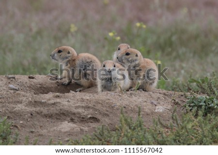 Black Tailed Prairie Dog babies playing eating and interacting at their hole in First Peoples Buffalo Jump State Park Montana USA Royalty-Free Stock Photo #1115567042