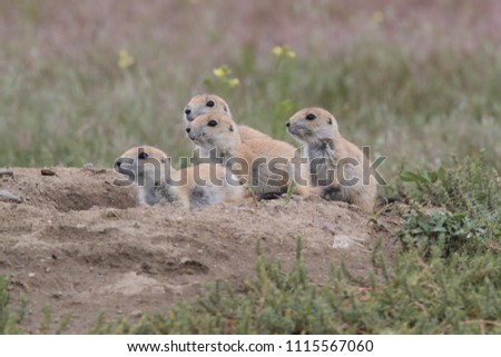 Black Tailed Prairie Dog babies playing eating and interacting at their hole in First Peoples Buffalo Jump State Park Montana USA Royalty-Free Stock Photo #1115567060