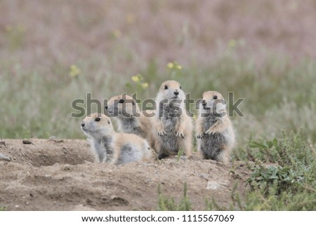 Black Tailed Prairie Dog babies playing eating and interacting at their hole in First Peoples Buffalo Jump State Park Montana USA Royalty-Free Stock Photo #1115567069