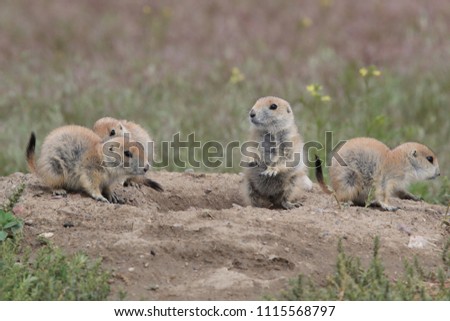 Black Tailed Prairie Dog babies playing eating and interacting at their hole in First Peoples Buffalo Jump State Park Montana USA Royalty-Free Stock Photo #1115568797