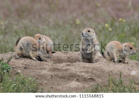 Black Tailed Prairie Dog babies playing eating and interacting at their hole in First Peoples Buffalo Jump State Park Montana USA Royalty-Free Stock Photo #1115568815